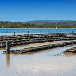 Aquaculture oyster farming "off the bottom"