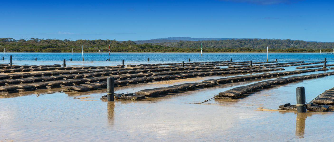 Aquaculture oyster farming