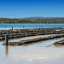 Aquaculture oyster farming